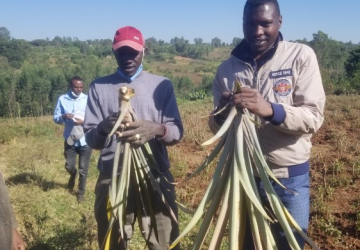 Practical training and experience sharing for Assosa Zuriya woreda community on pineapple management in Aleta Chuko, Sidama Region.